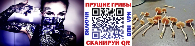 купить наркотик  Березники  Псилоцибиновые грибы GOLDEN TEACHER 